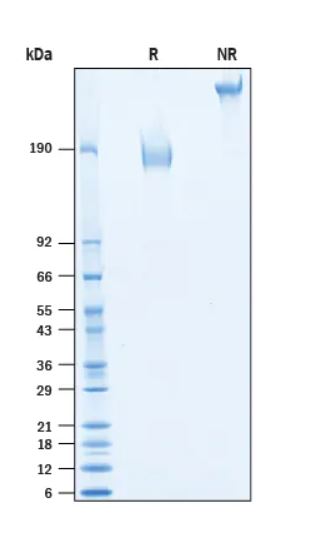 2 μg/lane Protein  was resolved with SDS-PAGE under reducing (R) and non-reducing (NR) conditions and visualized by Coomassie® Blue staining.